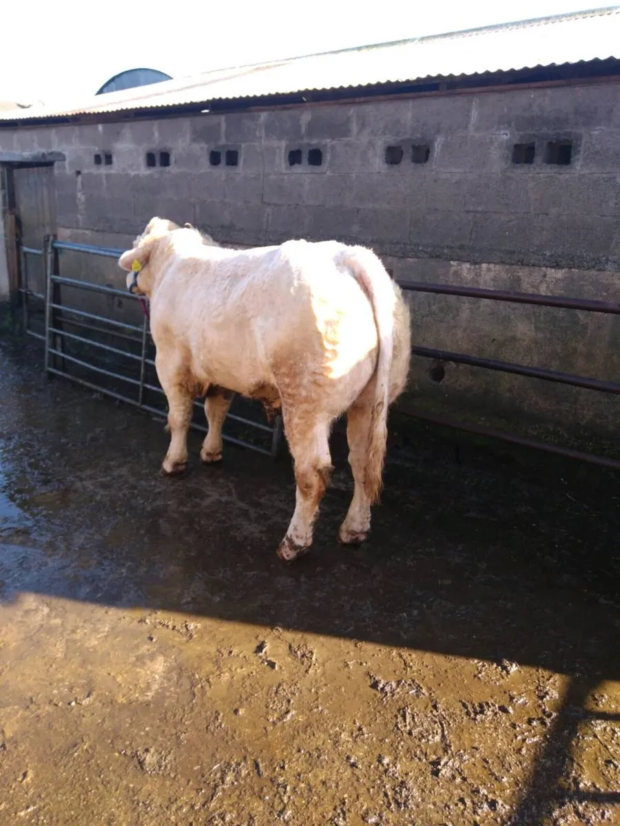 Charolais bulls - Image 3