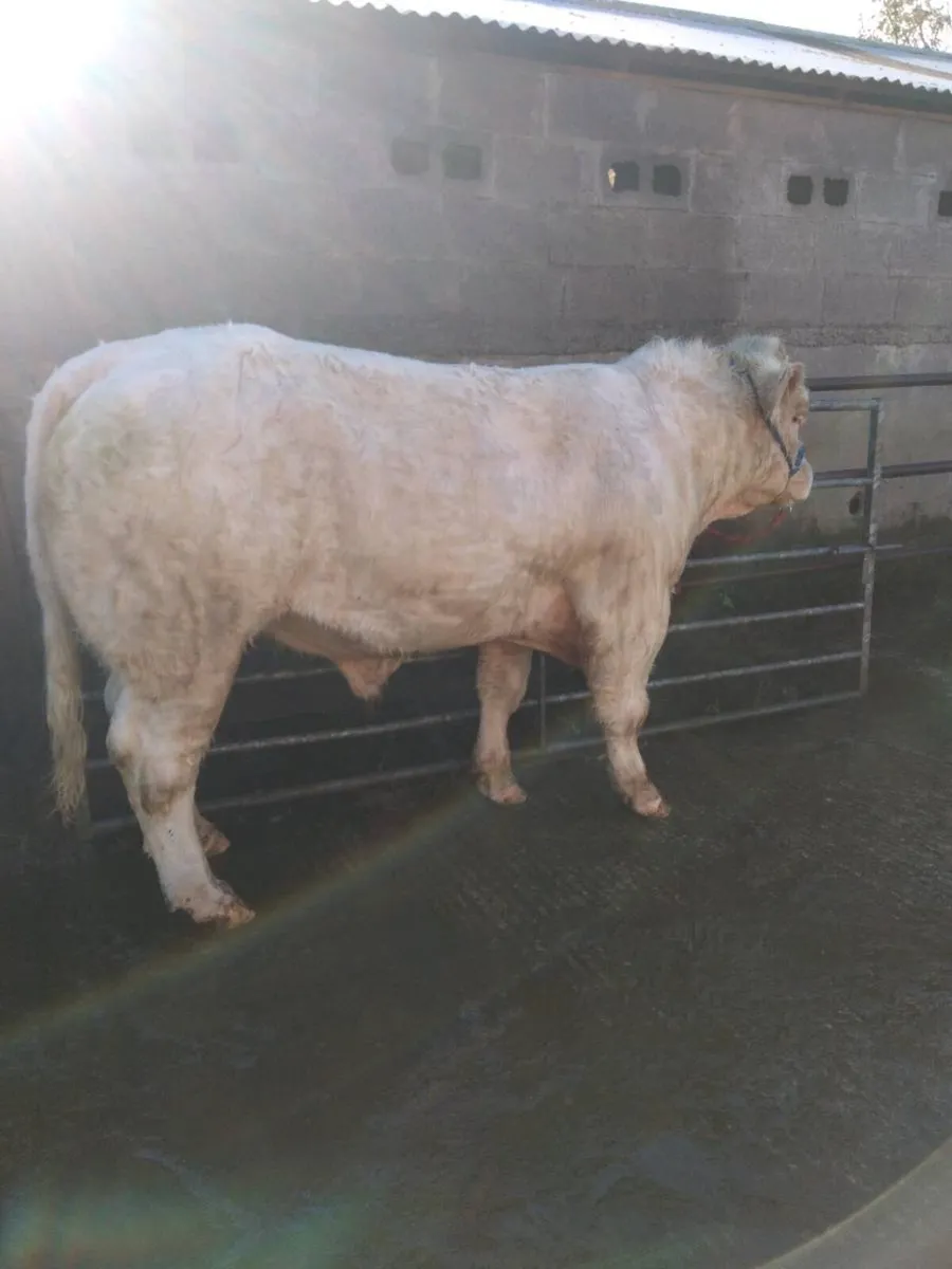 Charolais bulls - Image 4