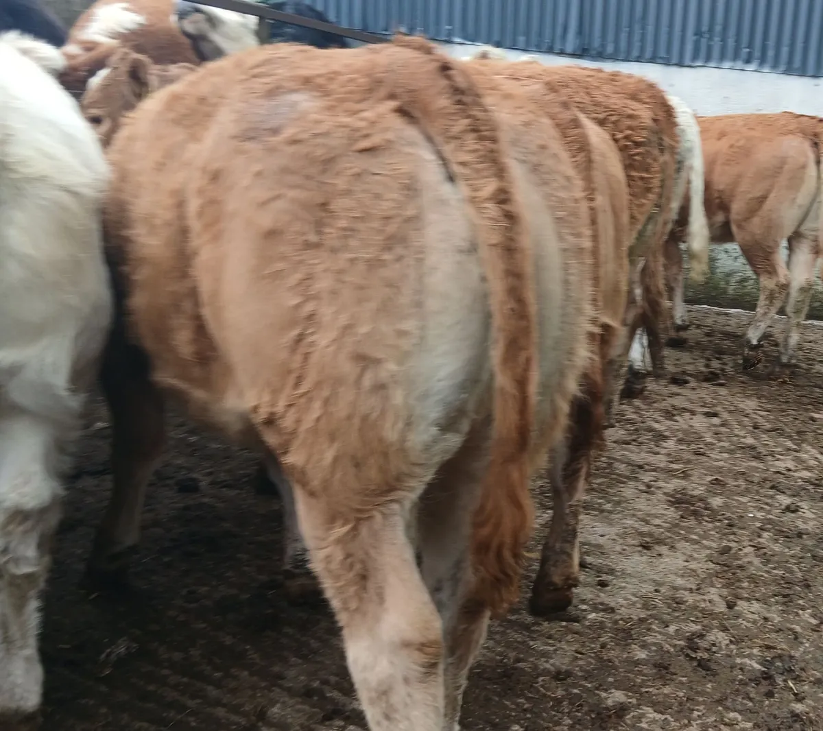 12 super weanling-heifers - Image 2