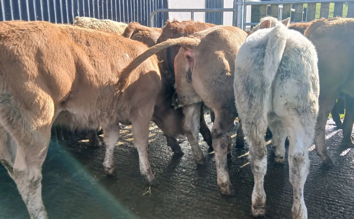 12 super weanling-heifers - Image 3