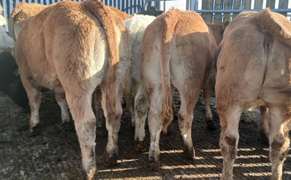 12 super weanling-heifers - Image 1