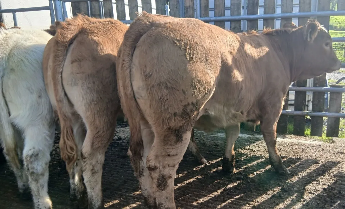 12 super weanling-heifers - Image 4