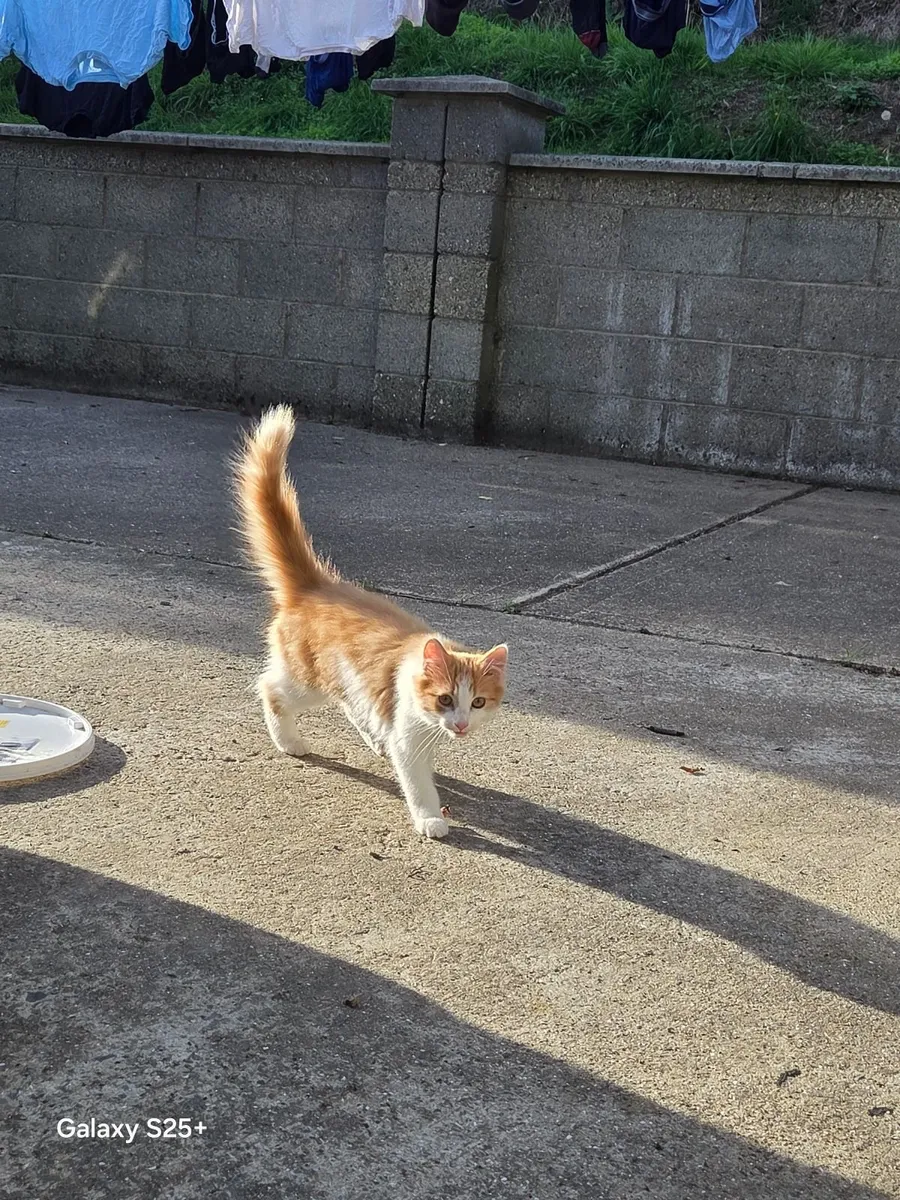 Kitten - Image 3