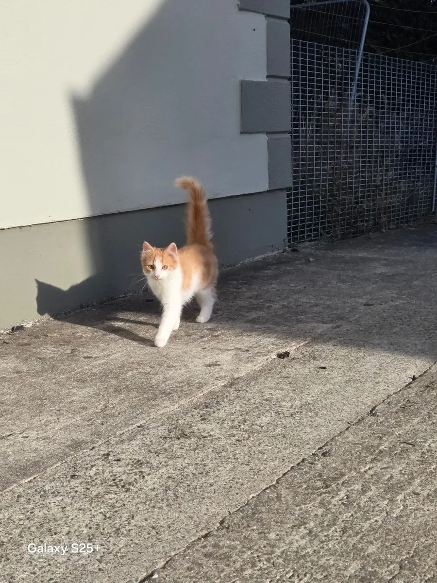Kitten - Image 2