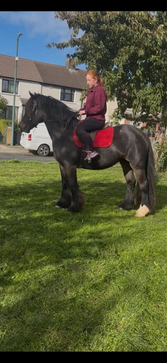 Ride and drive mare - Image 1