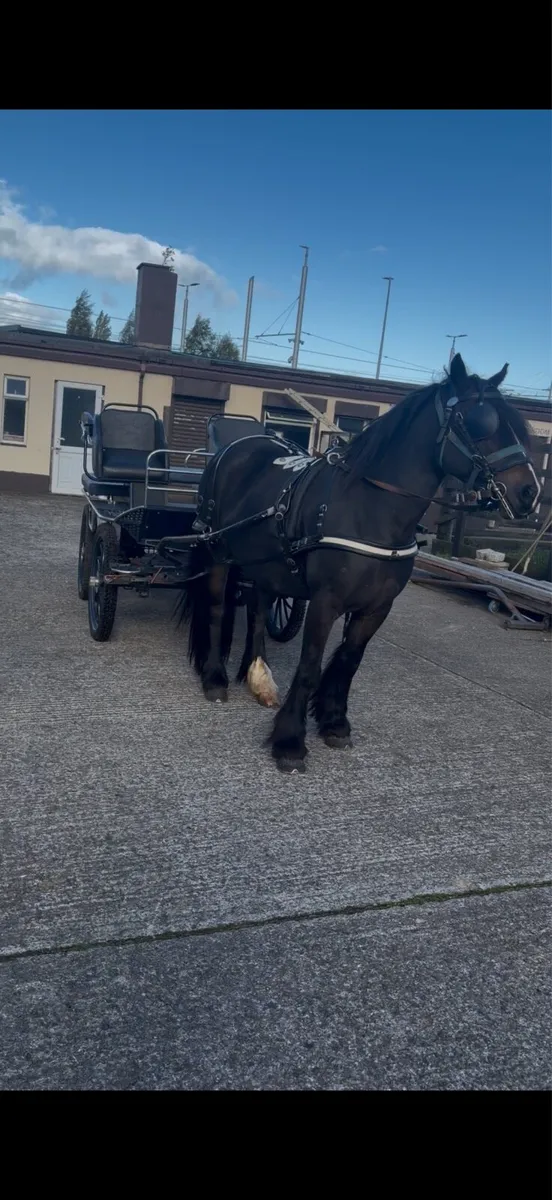 Ride and drive mare - Image 2