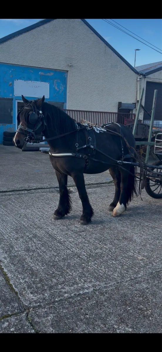 Ride and drive mare - Image 3