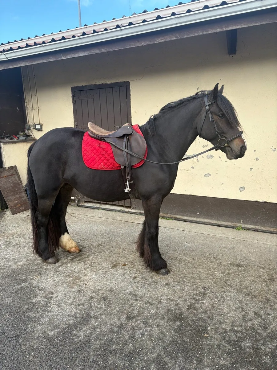 Ride and drive mare - Image 4