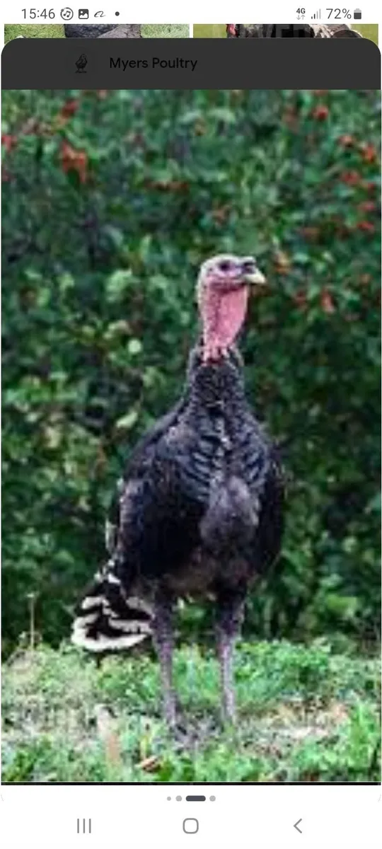 Turkeys