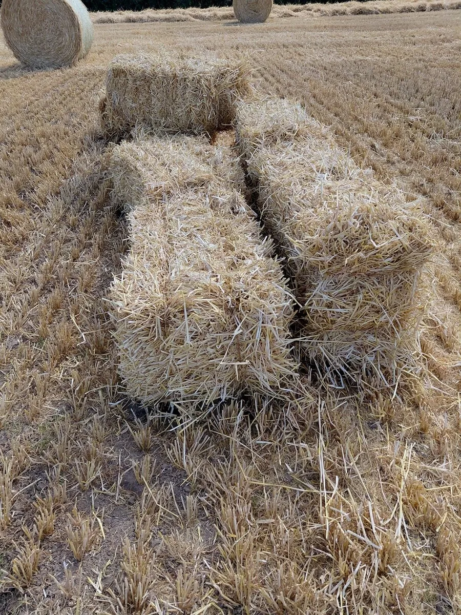 Small Square Bale Barley Straw
