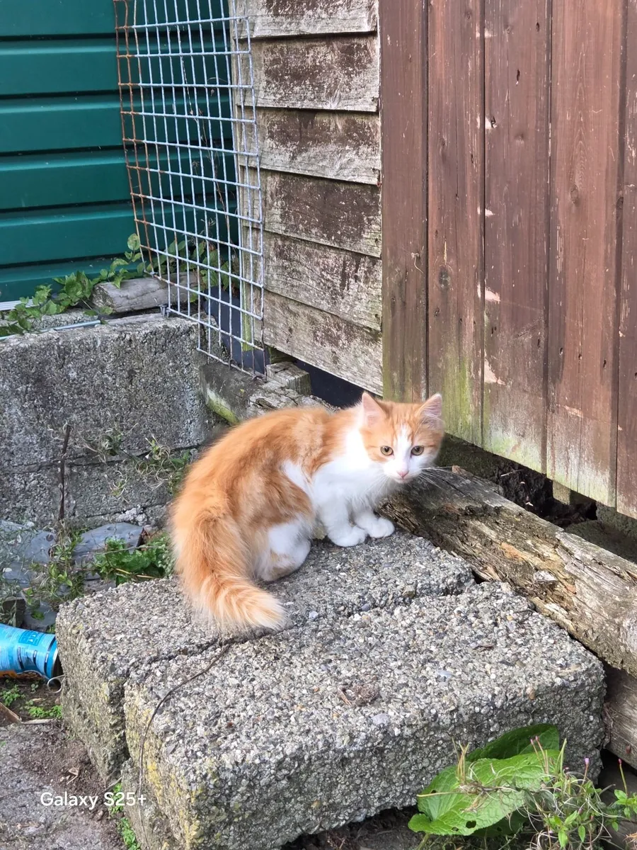 Kitten - Image 1