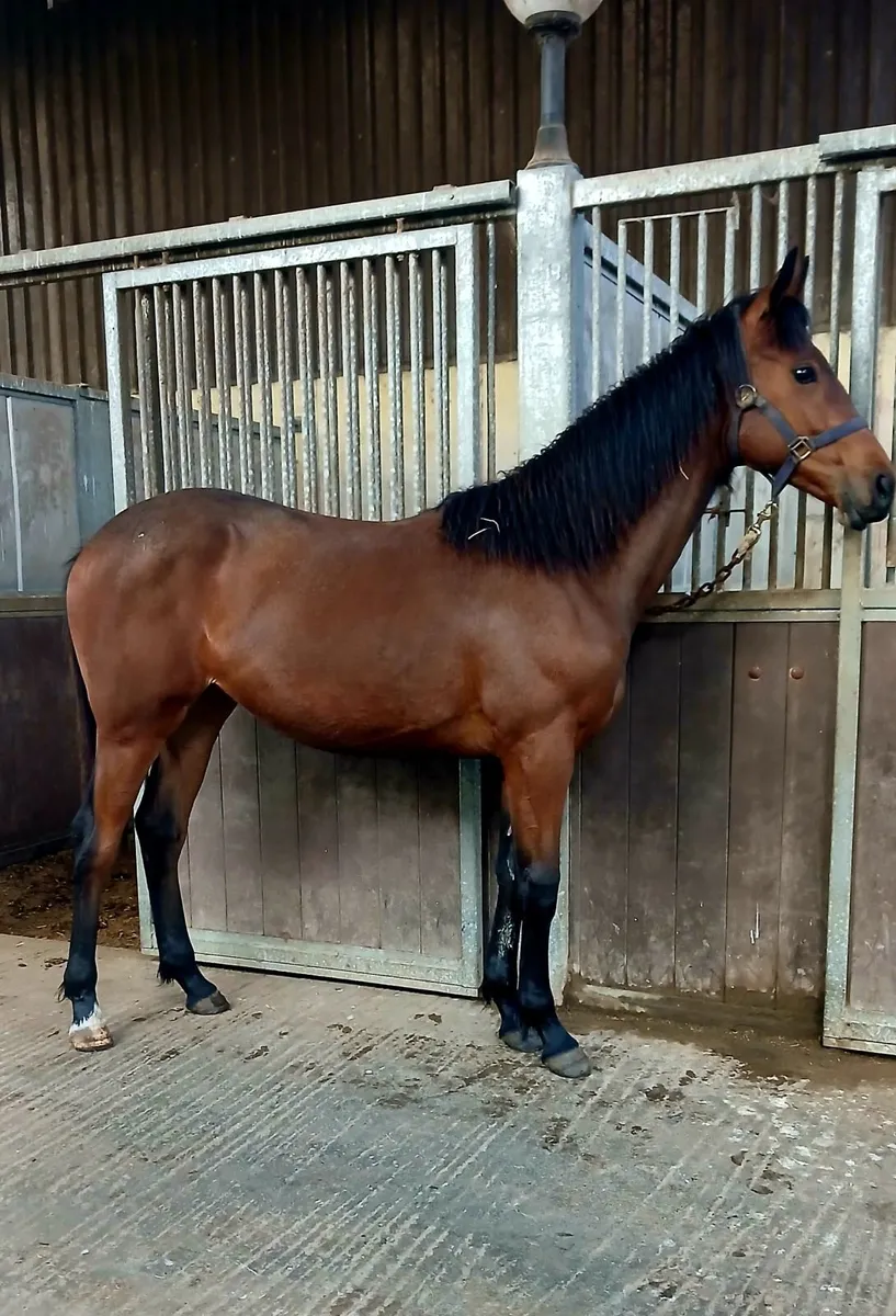 Irish Draught X TB yearling filly - Image 2