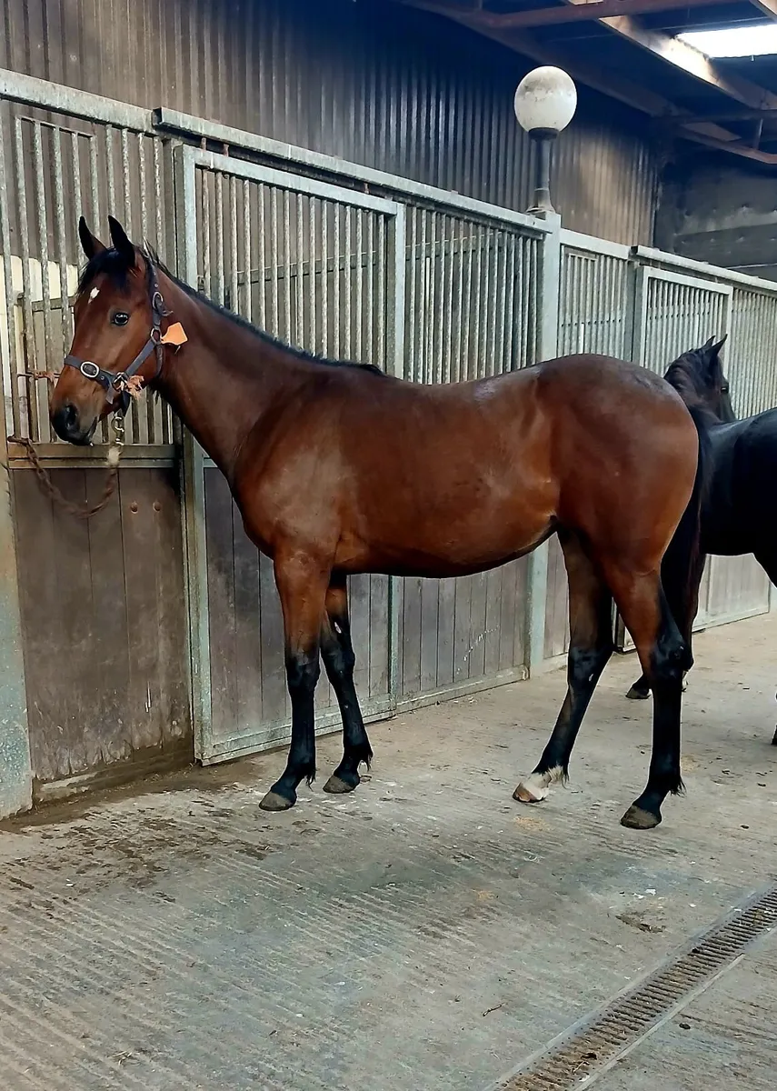 Irish Draught X TB yearling filly - Image 1