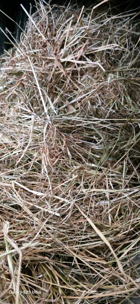 Silage & Haylage - Image 2
