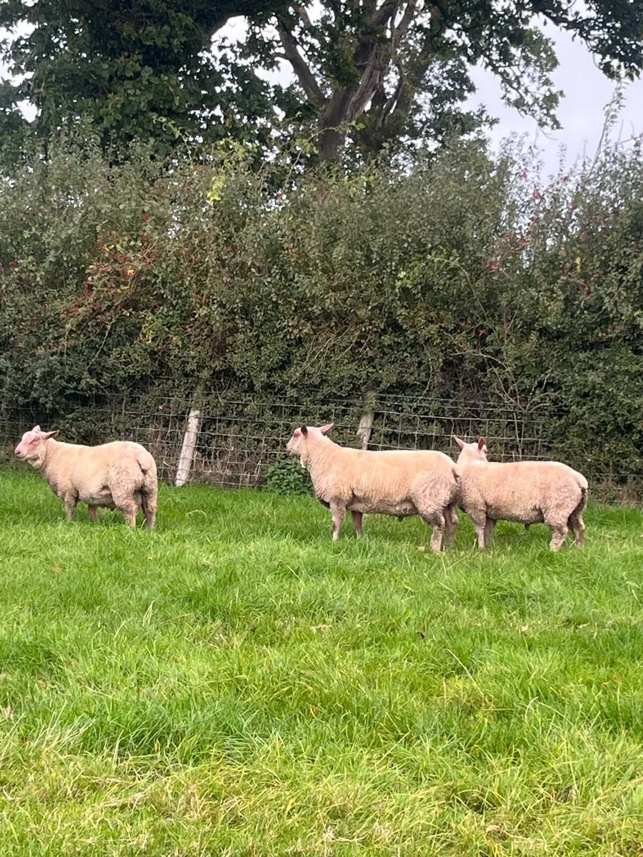 Pure bred Charollais Ram Lambs