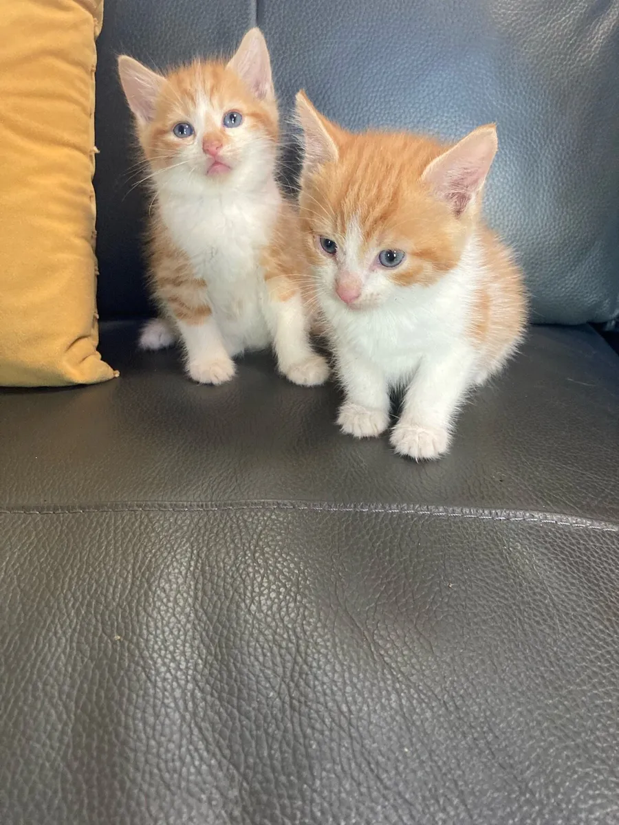 Kittens for sale - Image 1