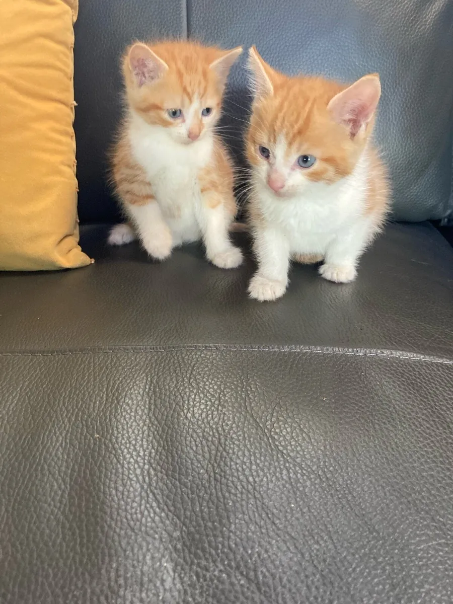 Kittens for sale - Image 2