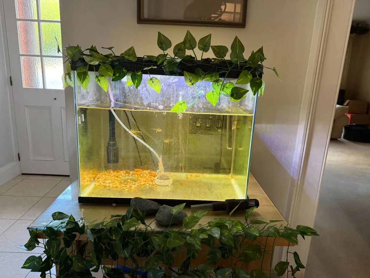 Fish Tank / Aquarium - Image 4