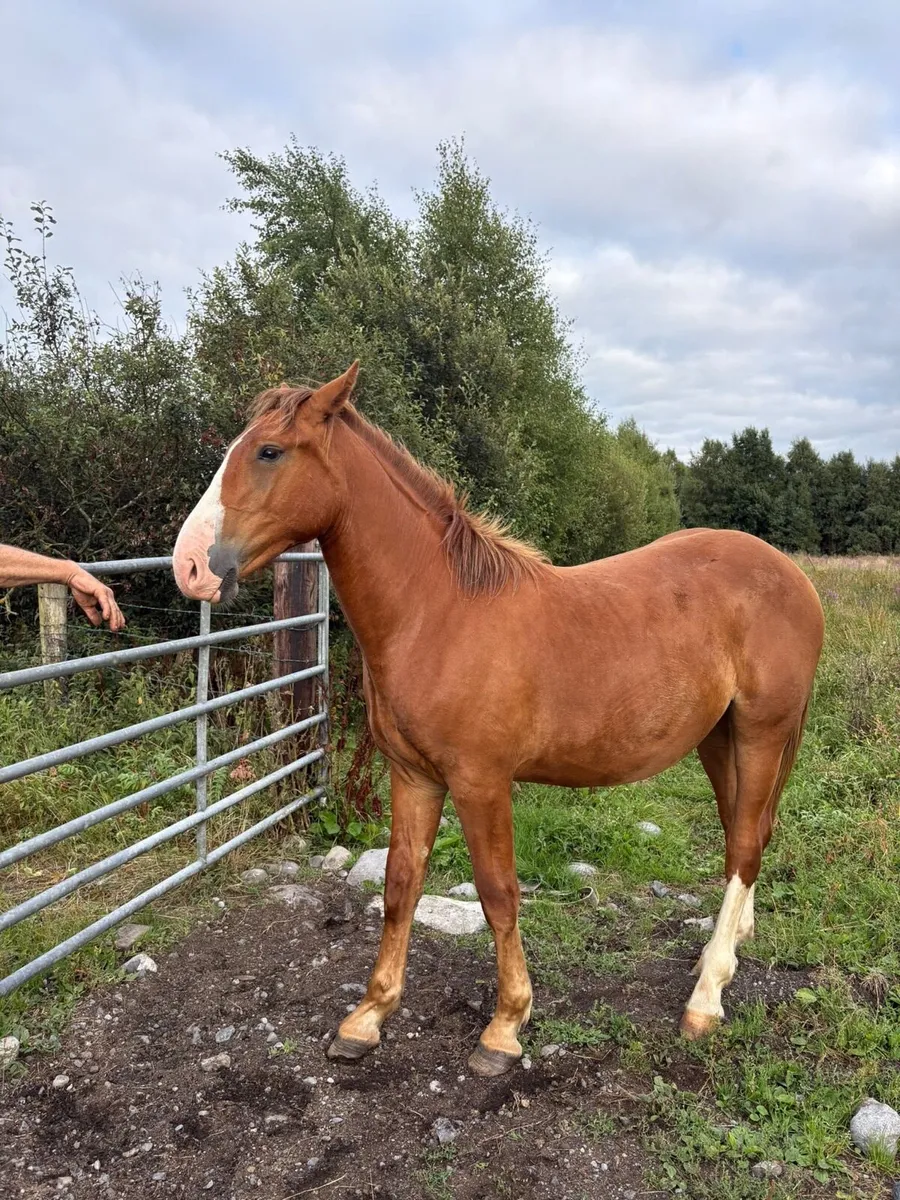 Irish Draught Year and Half Gelding for Sale - Image 1