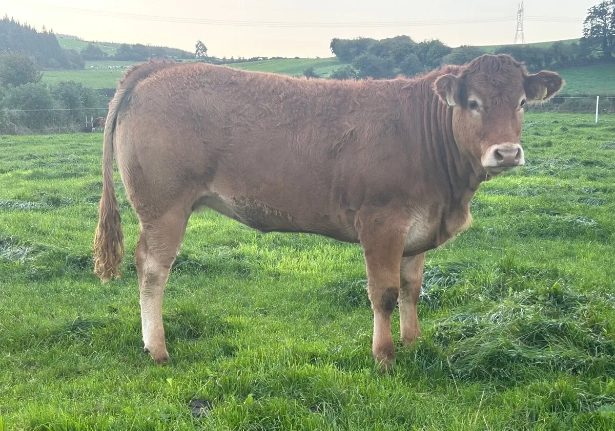 Pedigree Limousin Heifer - Image 1