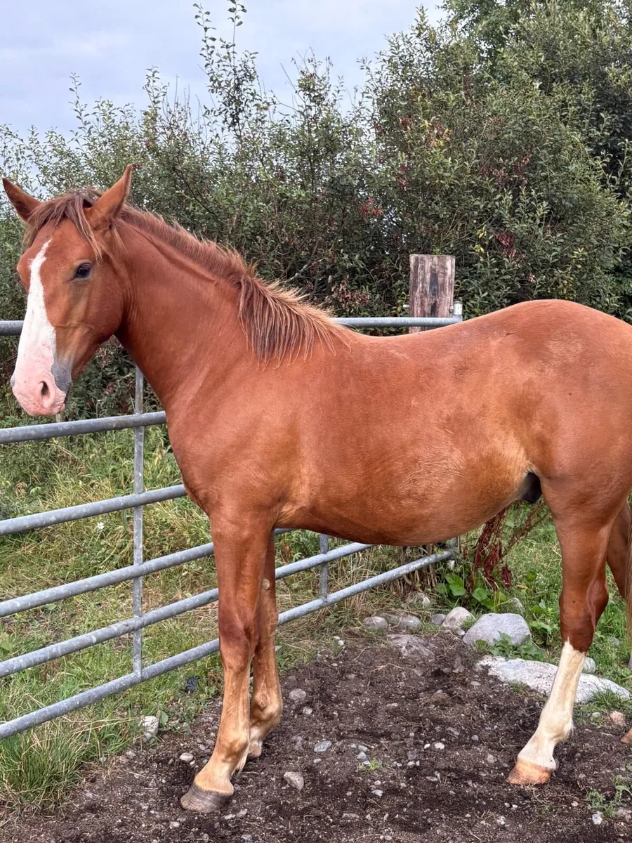 Irish Draught Year and Half Gelding for Sale - Image 2