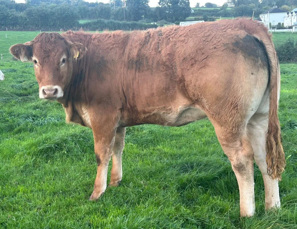 Pedigree Limousin Heifer - Image 2