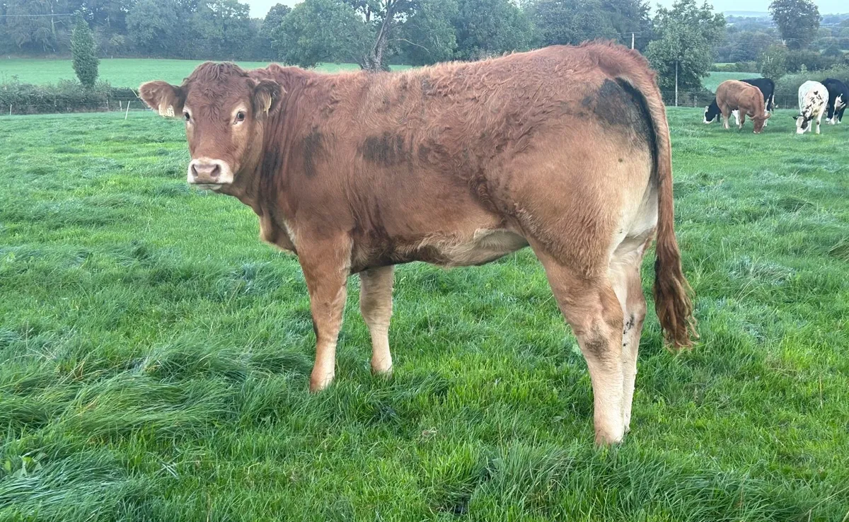 Pedigree Limousin Heifer - Image 4