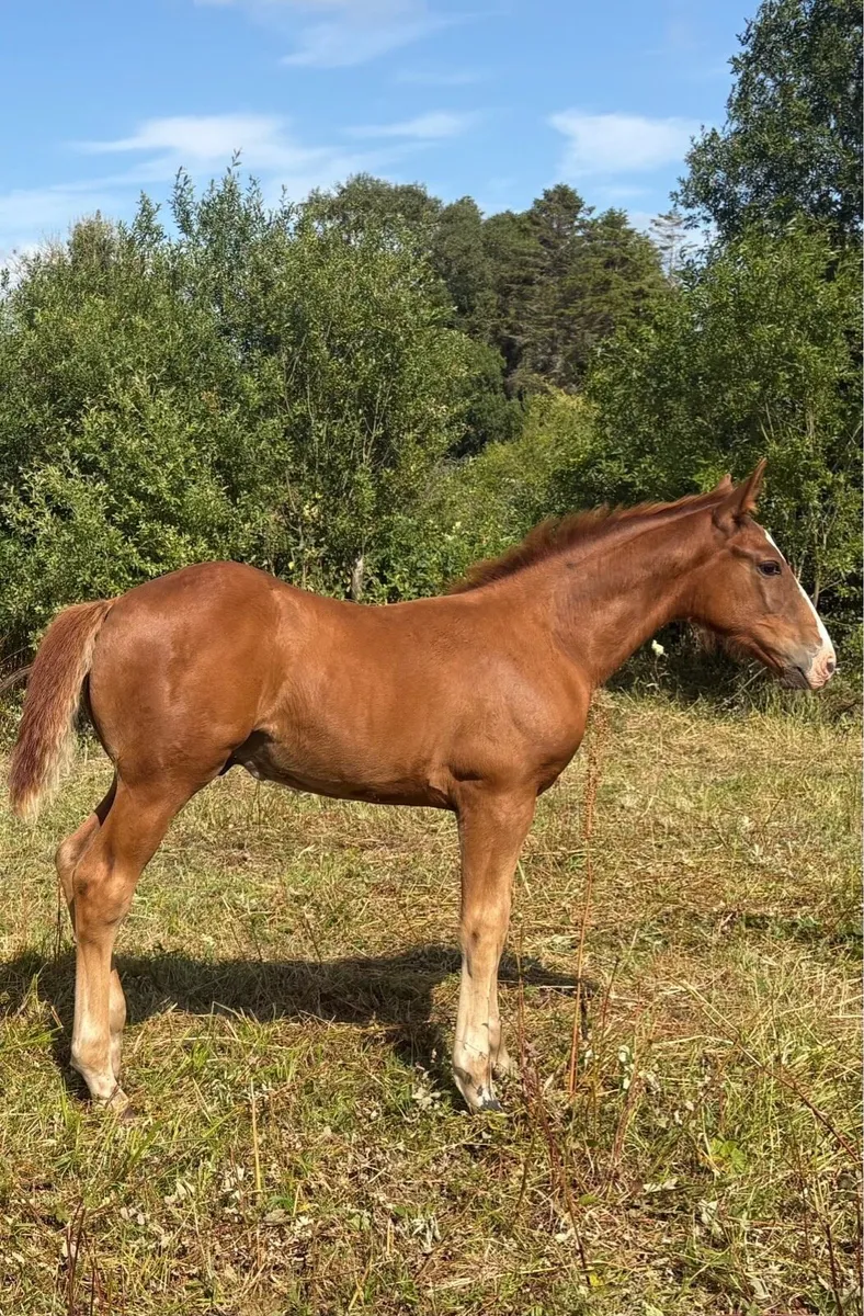 Irish Draught Year and Half Gelding for Sale - Image 4
