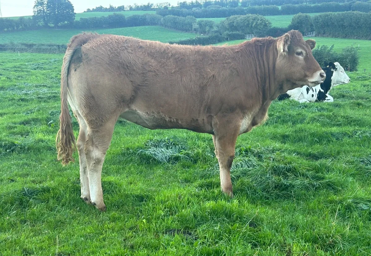 Pedigree Limousin Heifer - Image 3