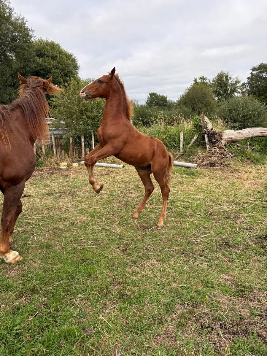 Irish Draught Year and Half Gelding for Sale - Image 3