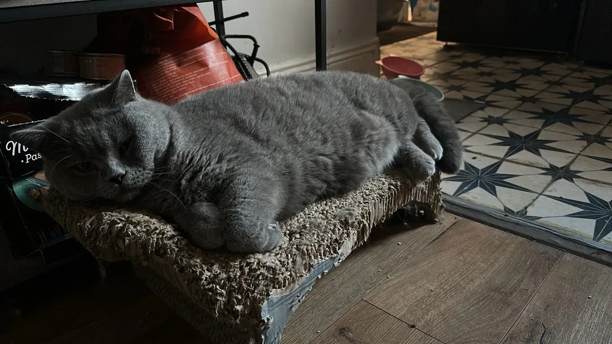 British Blue - Image 1