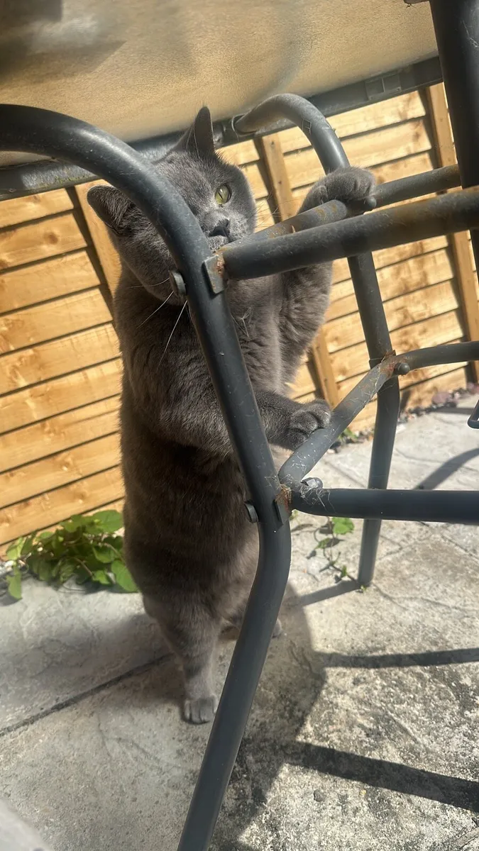 British Blue - Image 3
