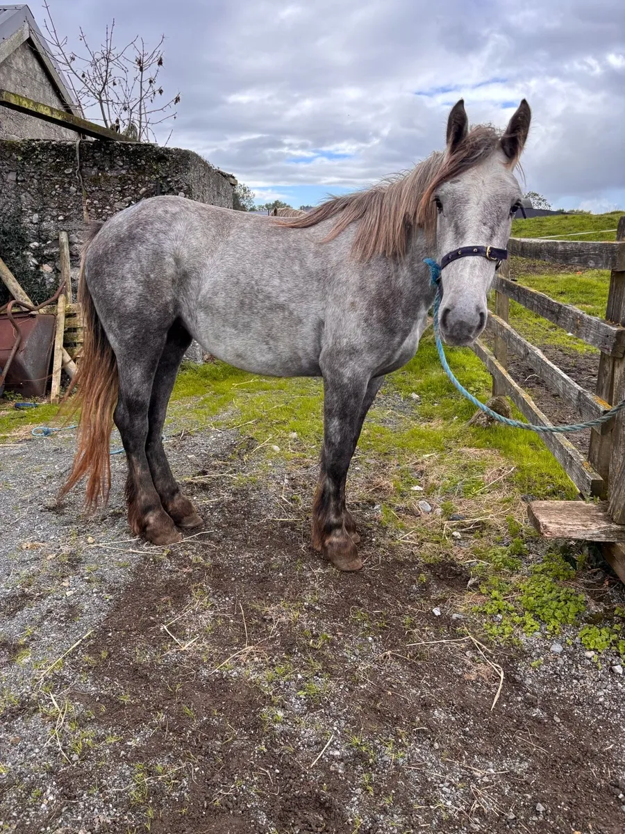 Filly - Image 2
