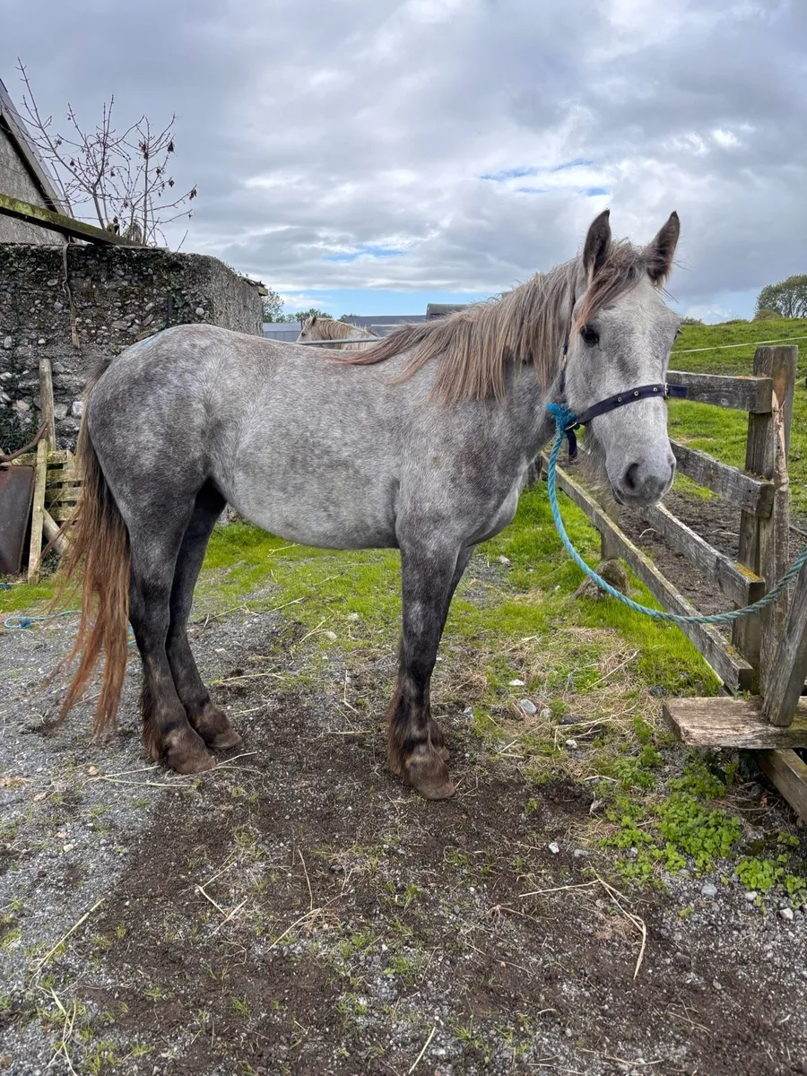 Filly - Image 1