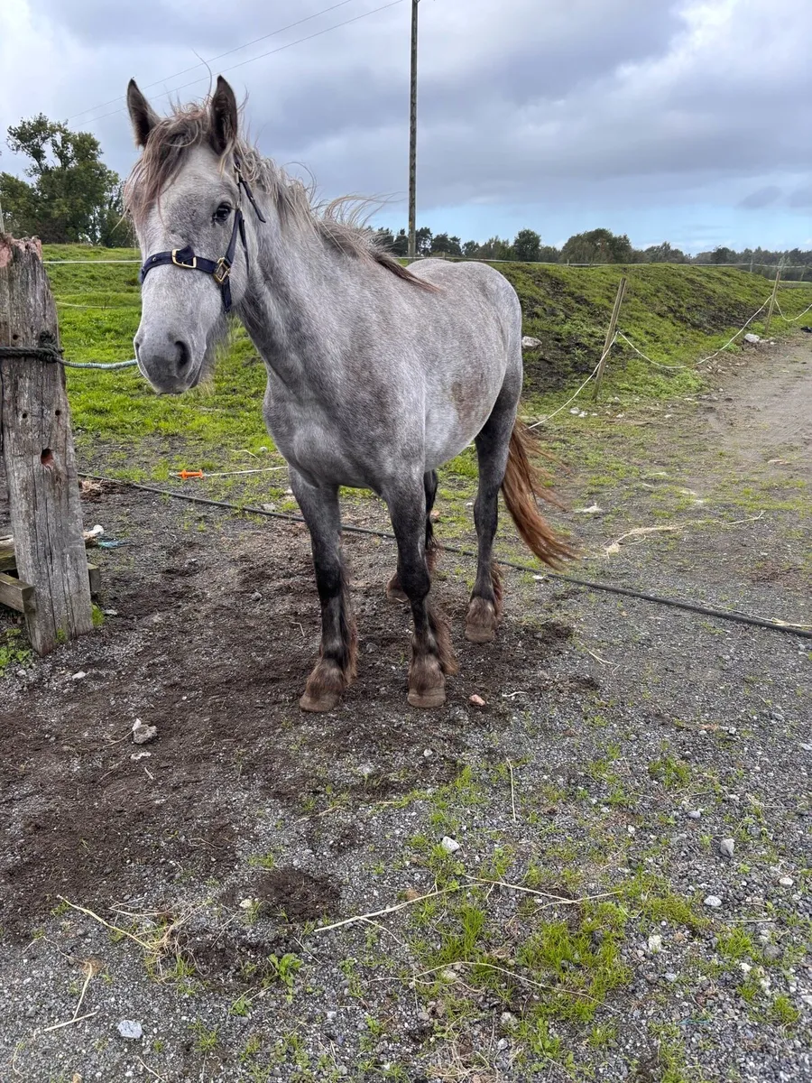 Filly - Image 3