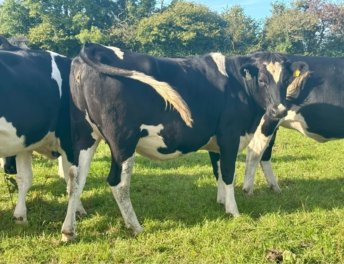 Spring In-Calf Heifers - Image 2