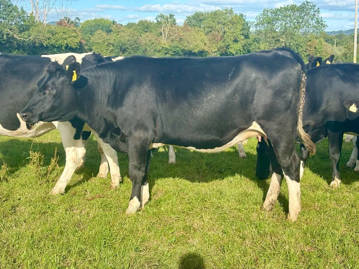 Spring In-Calf Heifers - Image 3