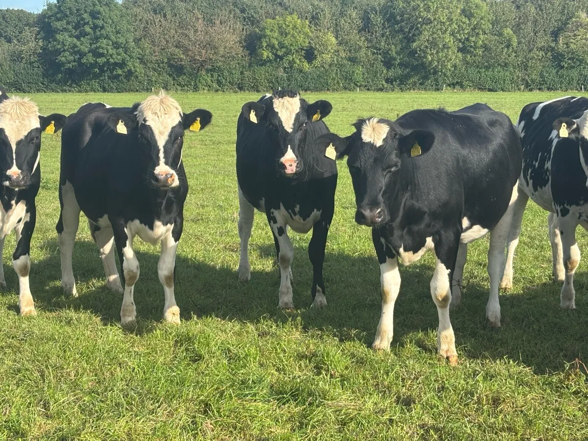 Spring In-Calf Heifers - Image 4