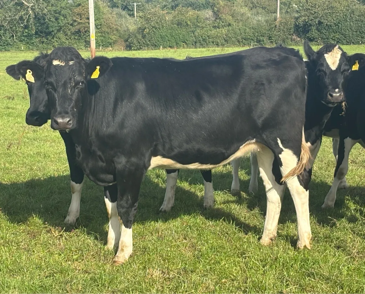Spring In-Calf Heifers - Image 1