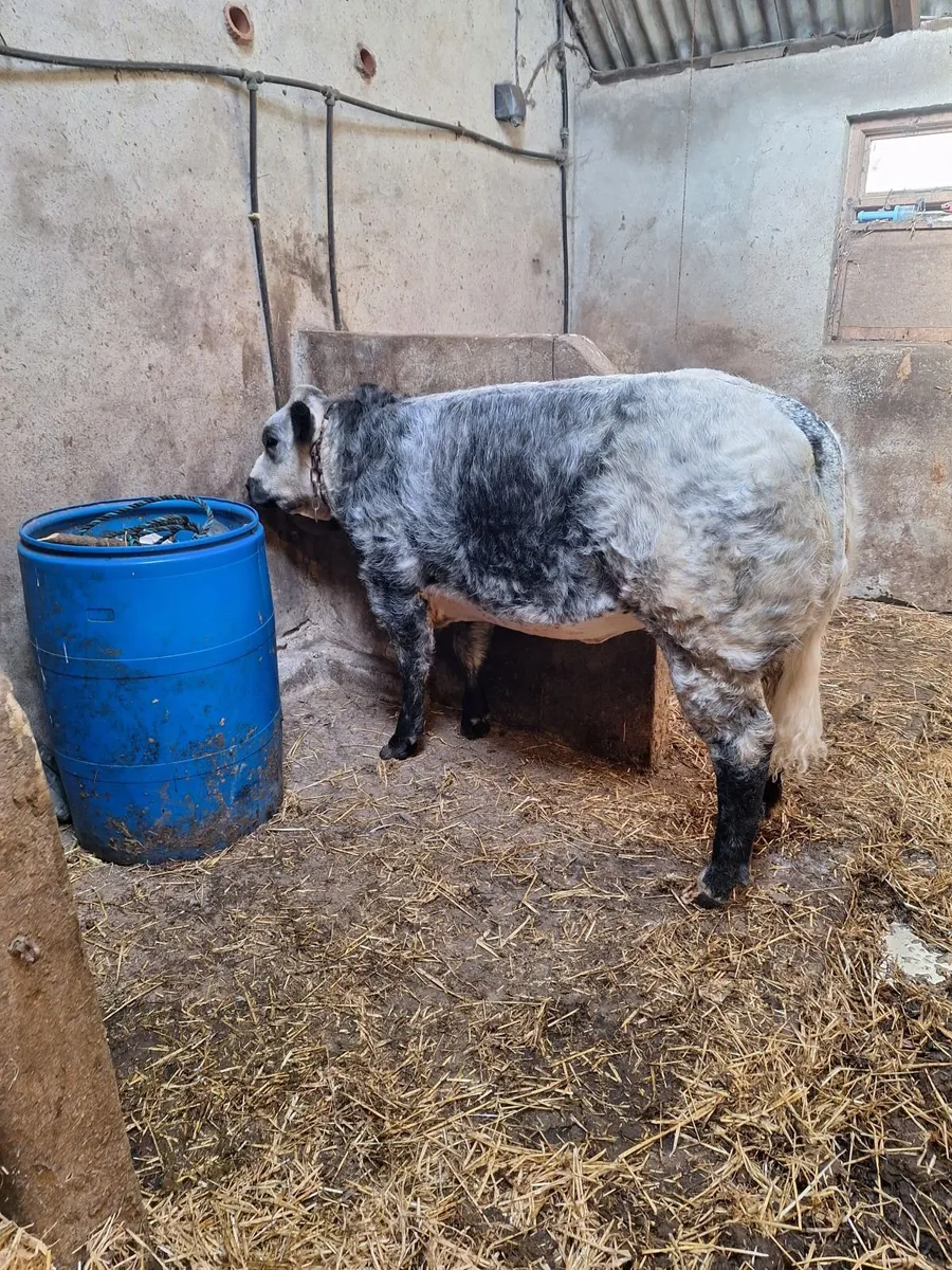 EBY Heifer LOT 847 - Image 4