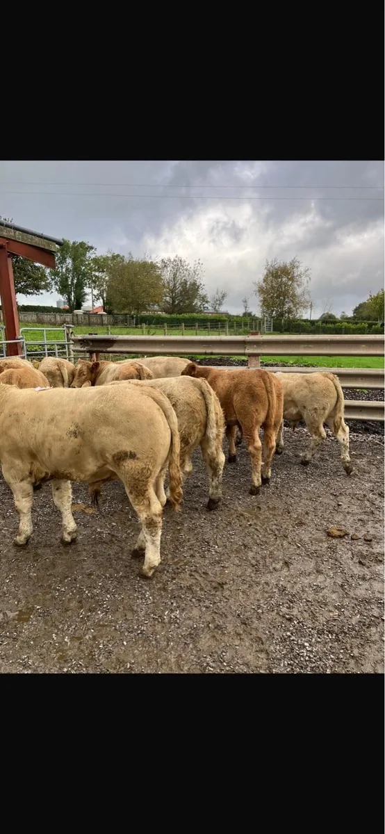 Cattle livestock - Image 2