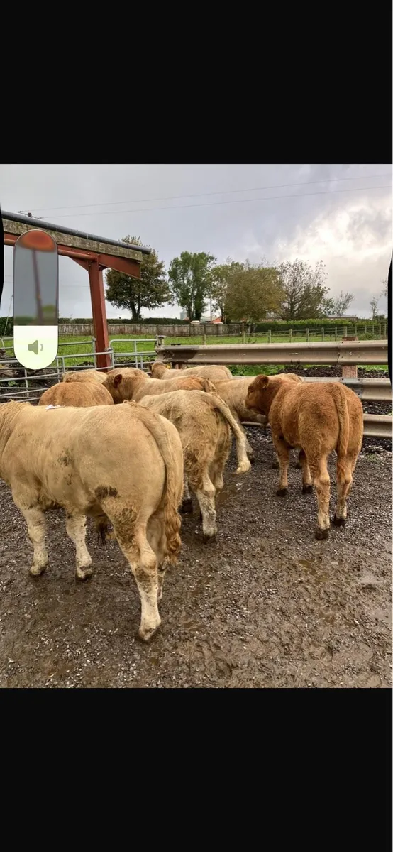 Cattle livestock - Image 1