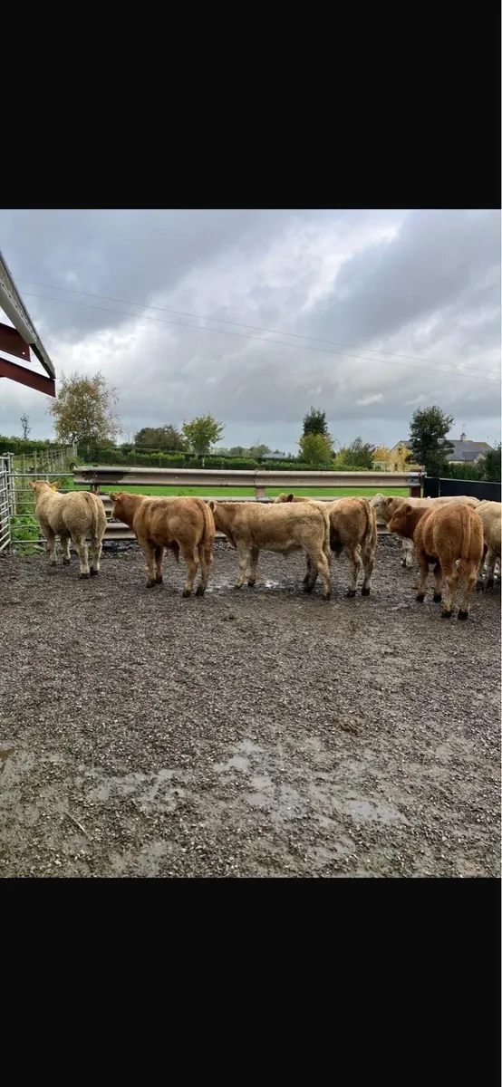 Cattle livestock - Image 3
