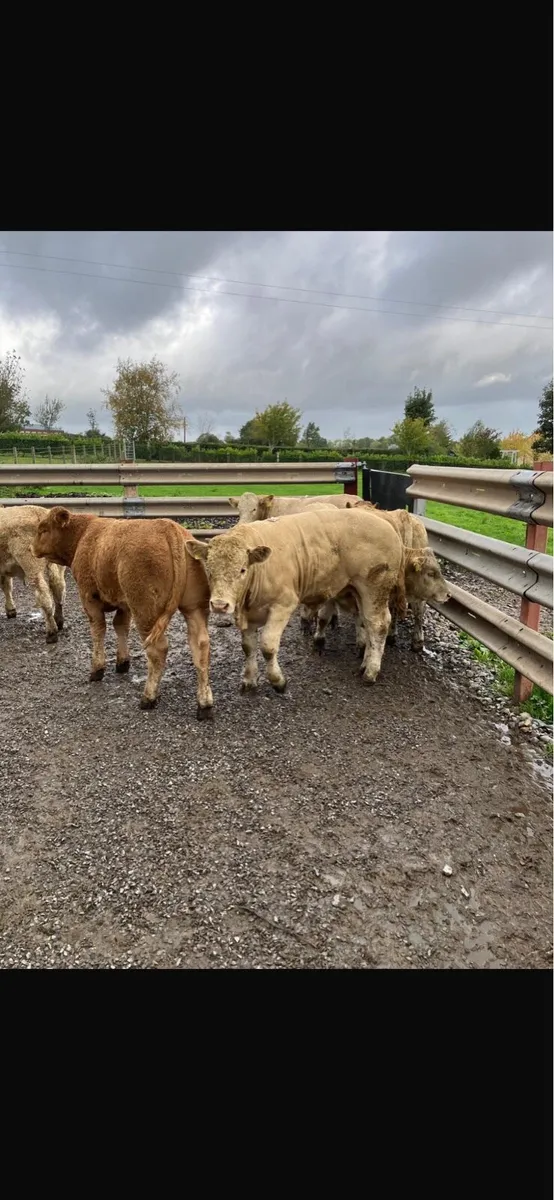 Cattle livestock - Image 4