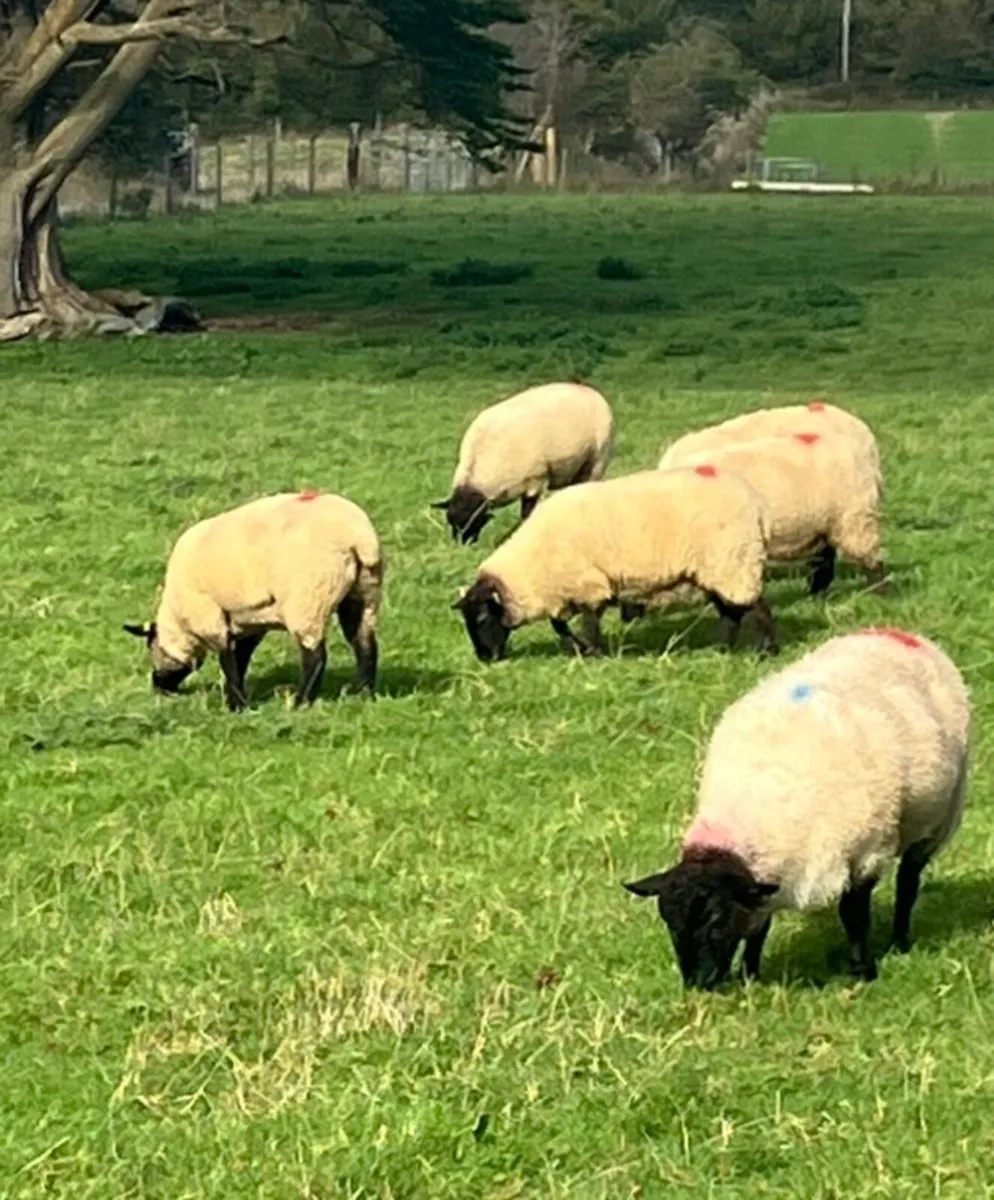 8 x Suffolk Ewe Hoggets - Image 3