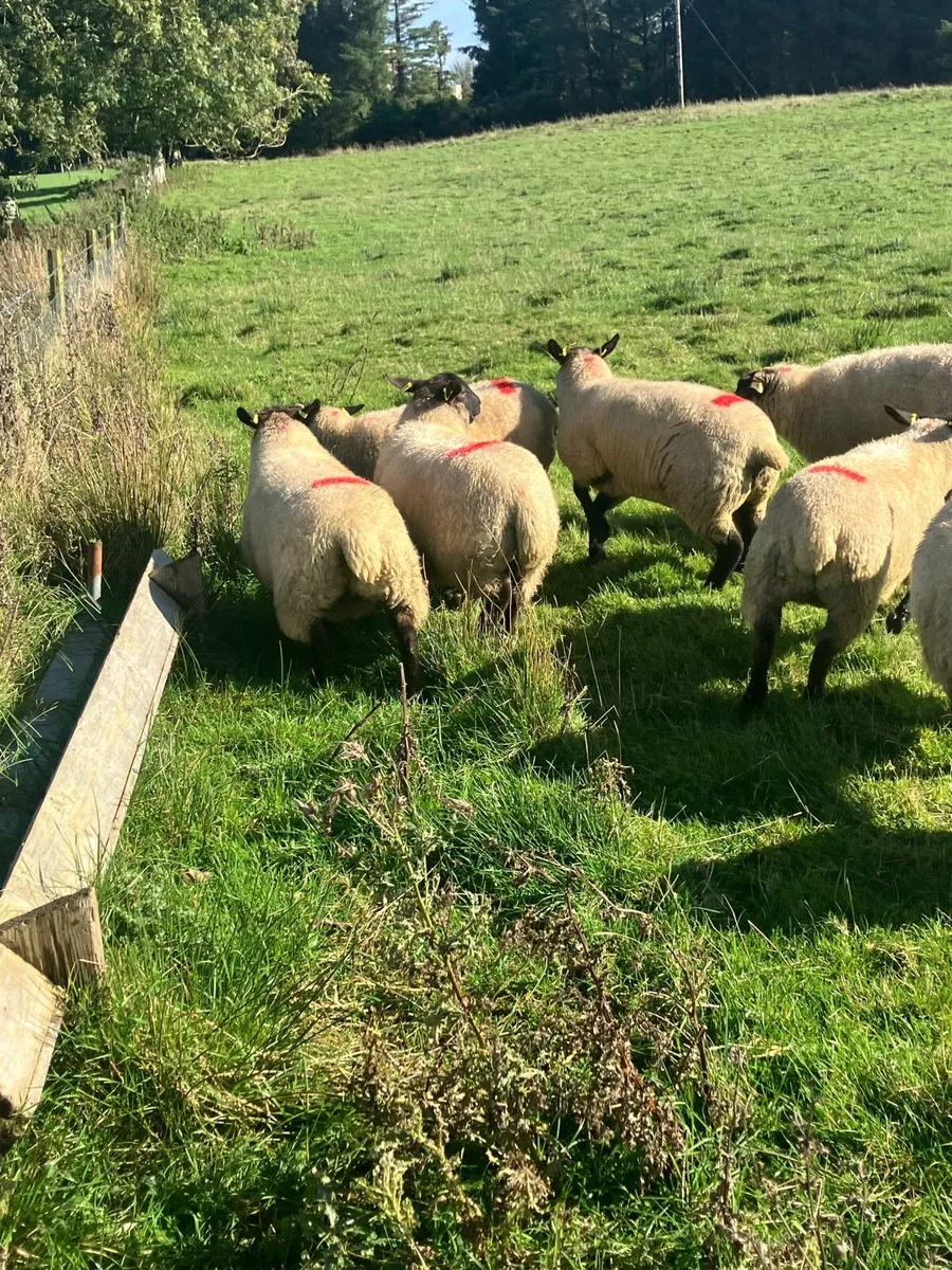 8 x Suffolk Ewe Hoggets - Image 4