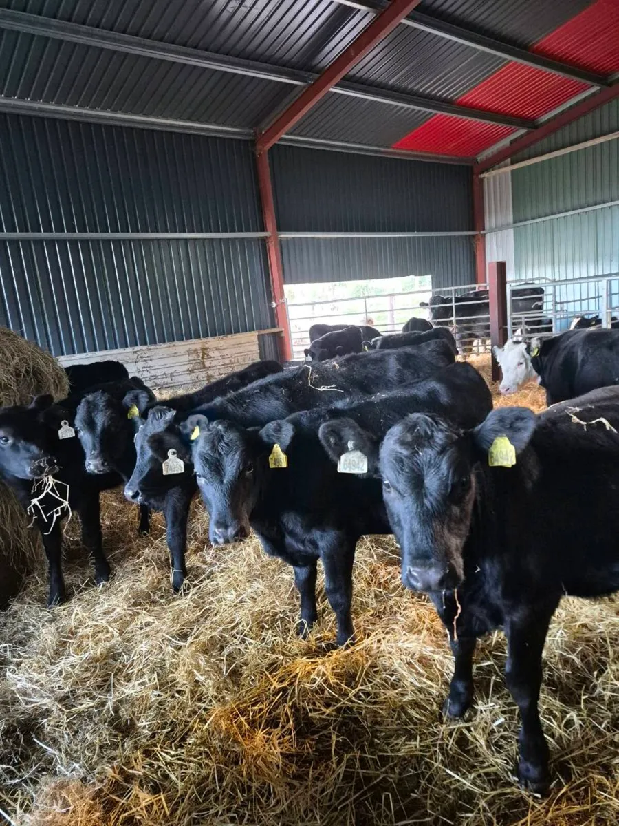 Angus weanling Heifers - Image 4