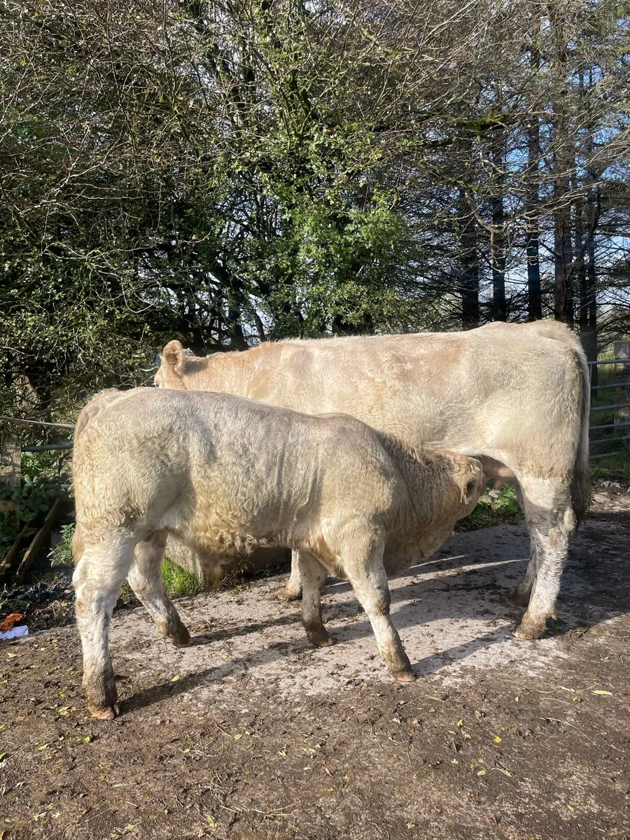 Charlois bull calf - Image 2