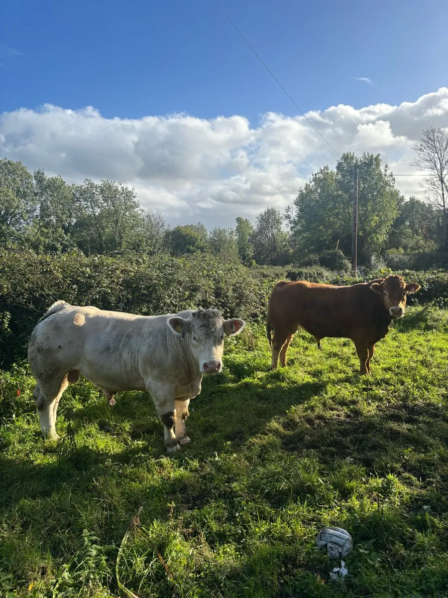 Ch + Lm bull 5 star - Image 1