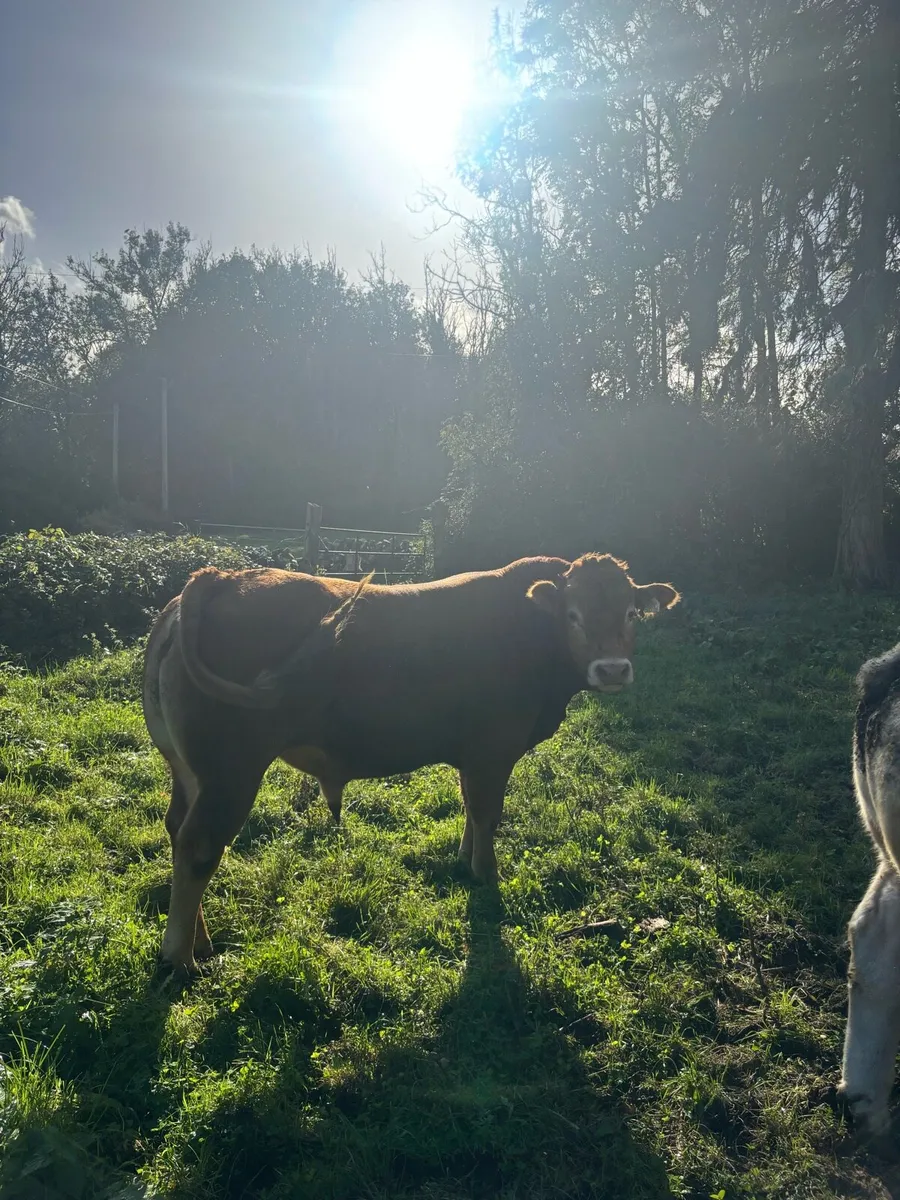 Ch + Lm bull 5 star - Image 3